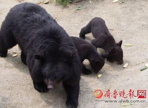 黑熊体育爆料最新消息,最新体育动态揭秘!”  第2张 黑熊体育爆料最新消息,最新体育动态揭秘!”  第2张