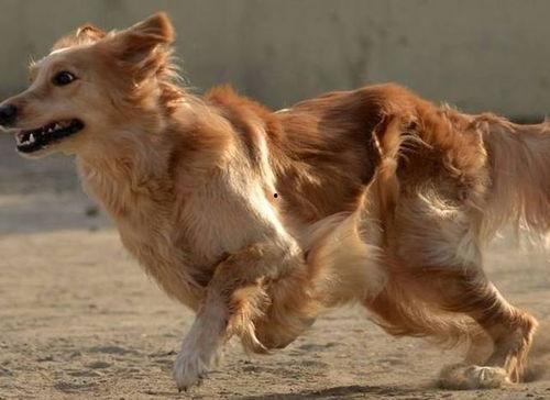 胖犬来爆料视频  第3张 胖犬来爆料视频  第3张